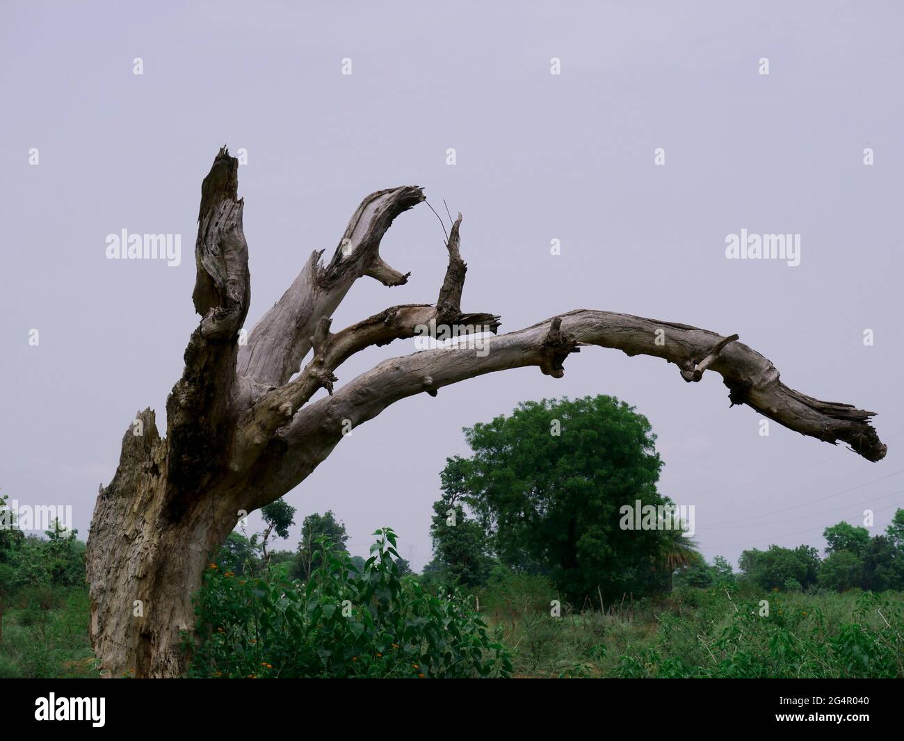 Dry wood tree structure without leaves presented on forest background