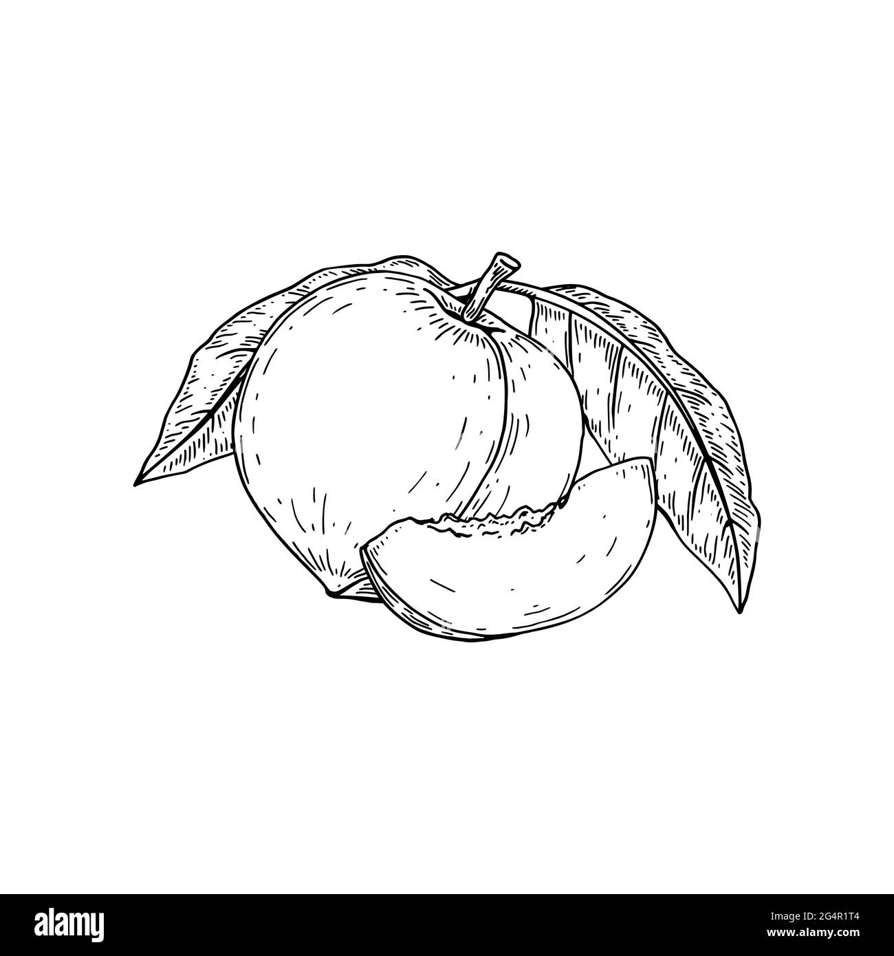 peach fruit drawing