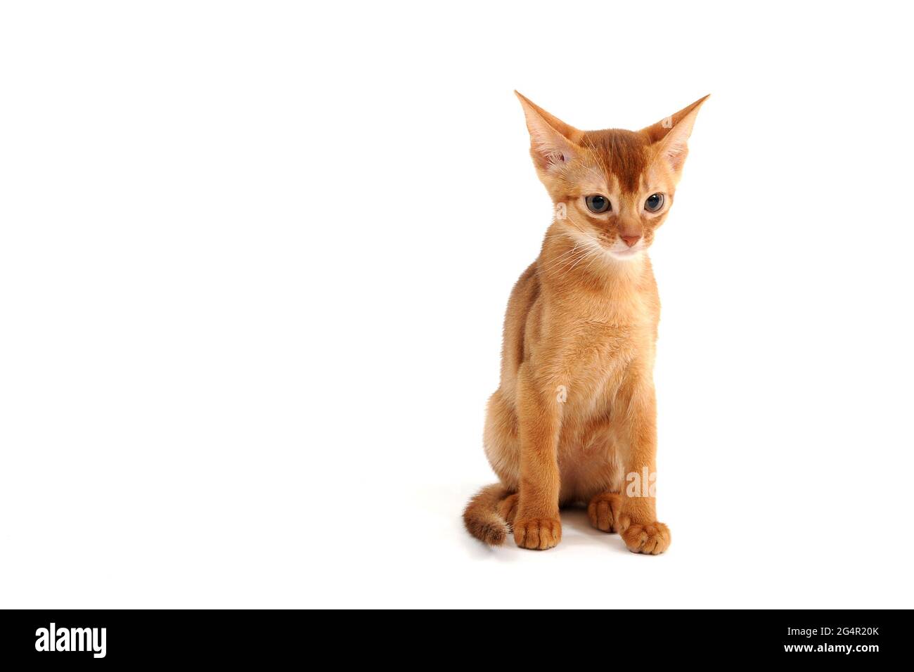 Abyssinian ginger cat sits on a white background Stock Photo