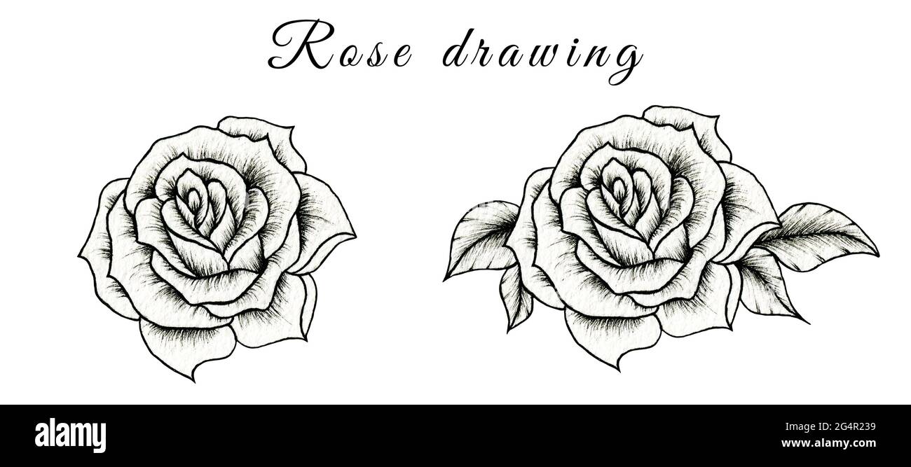 Hand drawn sketch of rose flower isolated on white, floral ...