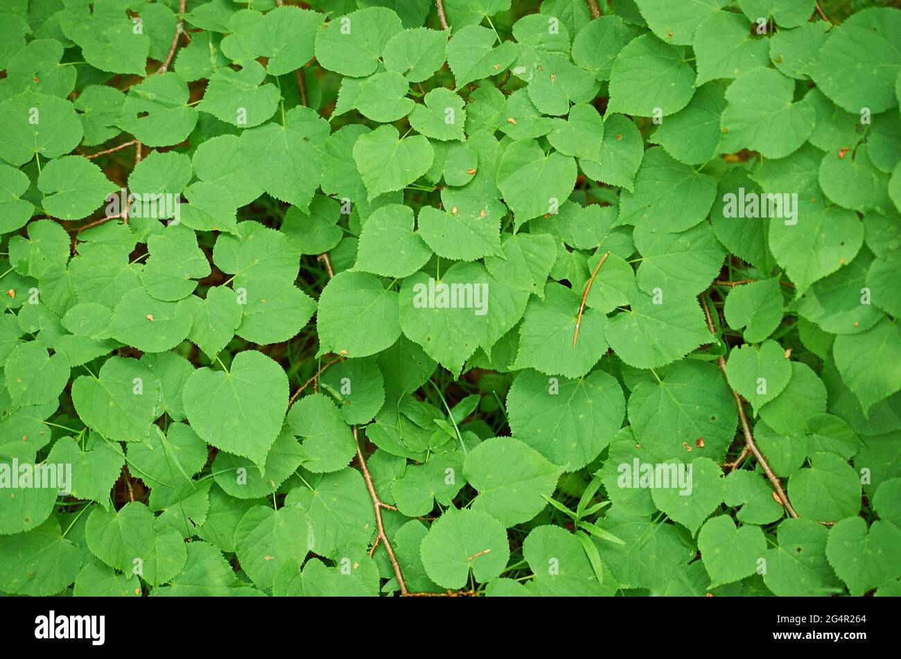 Background of green leaves of European linden. Tilia europaea. Summer texture. Stock Photo