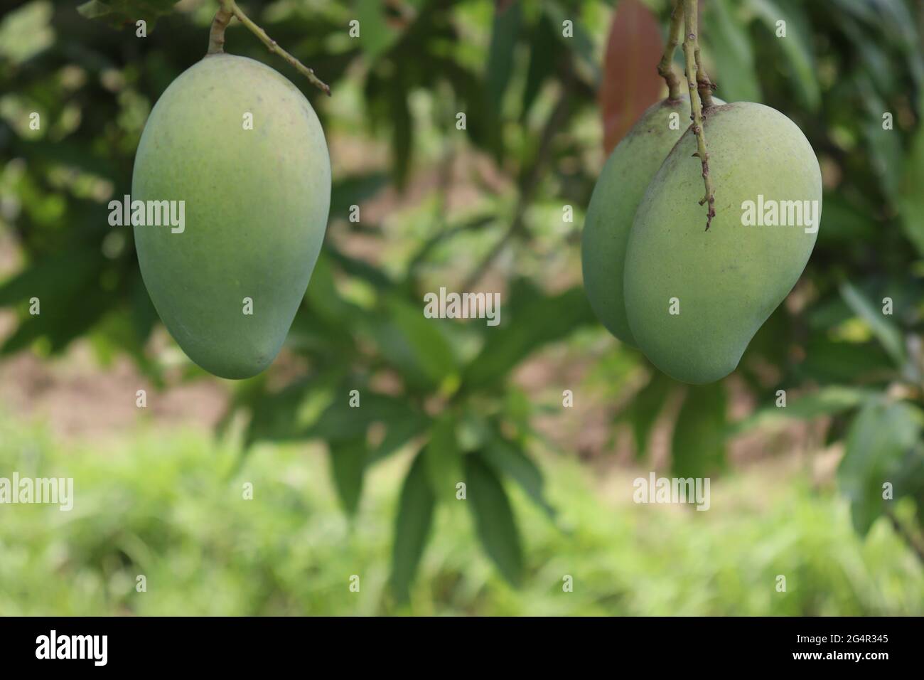Closeup shot of fresh raw green mangoes on a tree in the organic farm