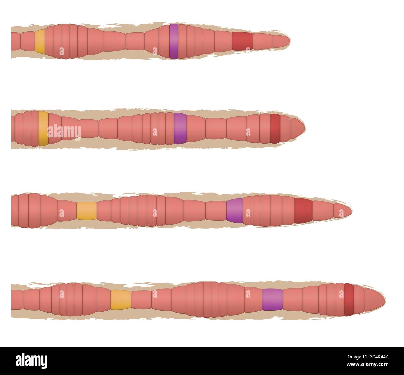 Earthworm movement (locomotion) Stock Photo