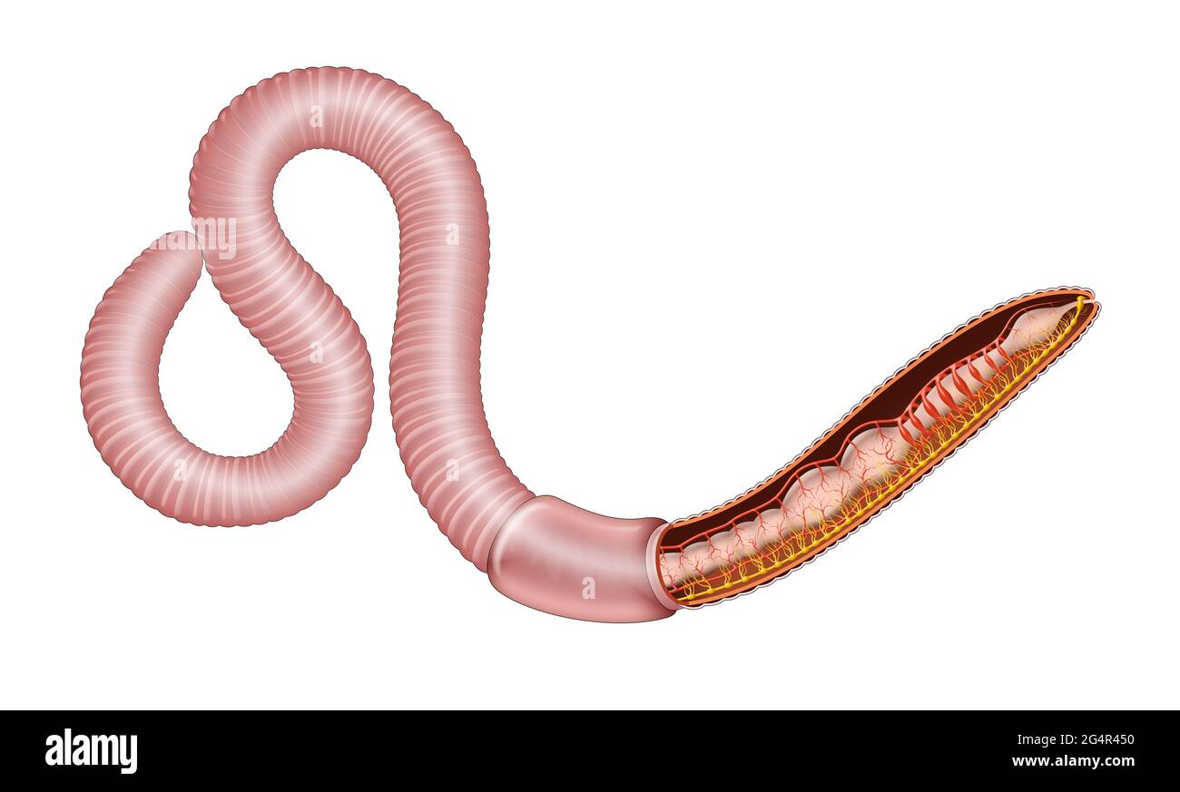 Earthworm anatomy illustration Stock Photo