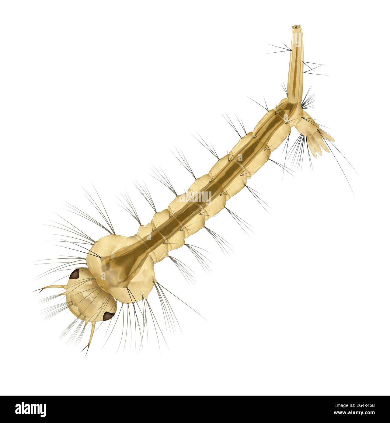 Mosquito Larvae Are Aquatic And Develop Into Pupae In As Little As 5 Days Stock Photo Alamy
