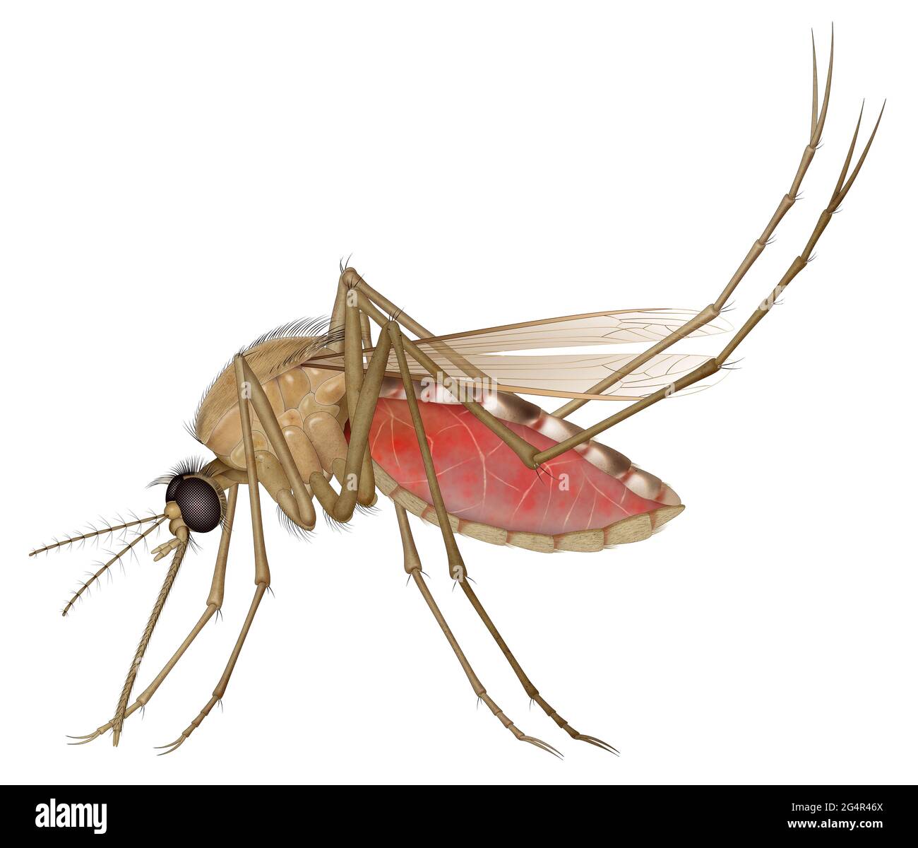 Malaria mosquito egg hi-res stock photography and images - Alamy