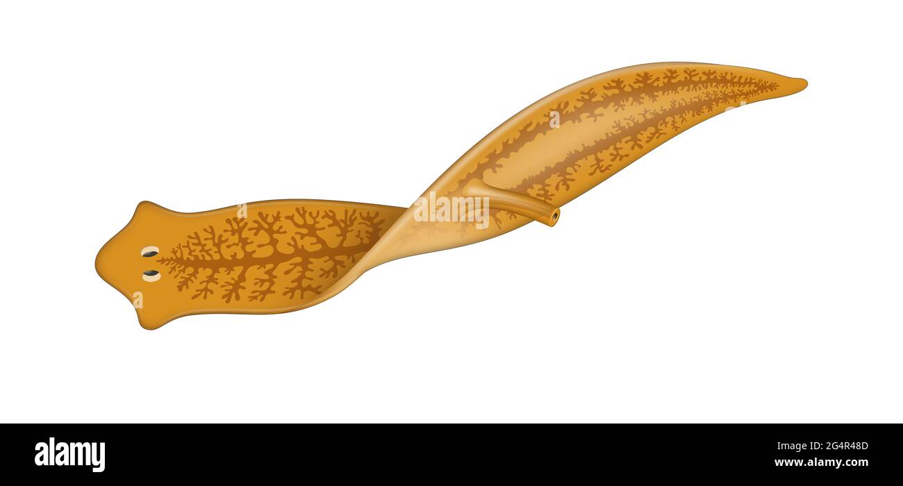 A planarian is one of many flatworms of the traditional class Turbellaria Stock Photo