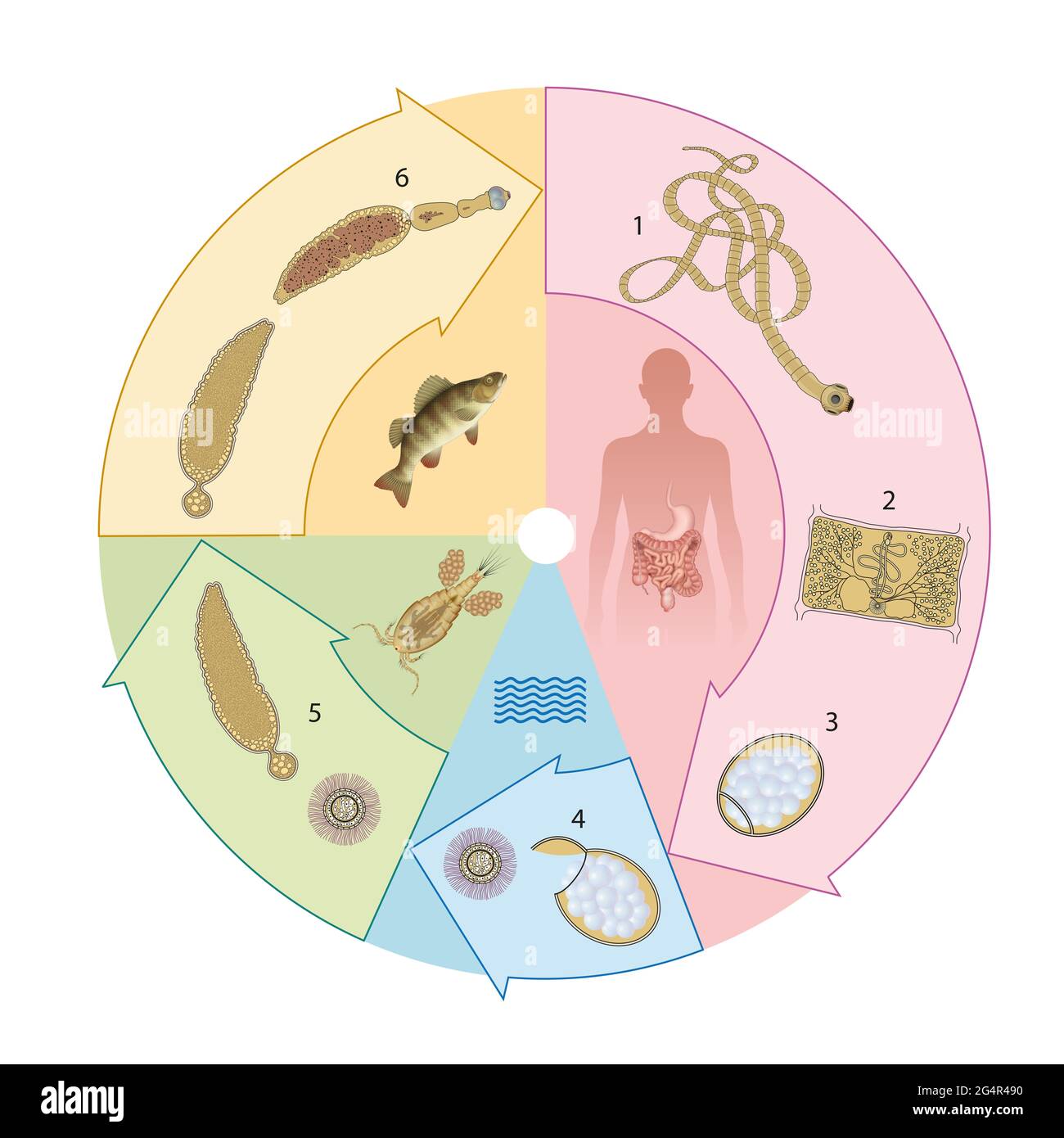 Tapeworm parasitism in humans. Infection Stock Photo