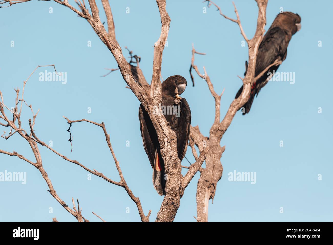 A bird perched on a tree branch Stock Photo