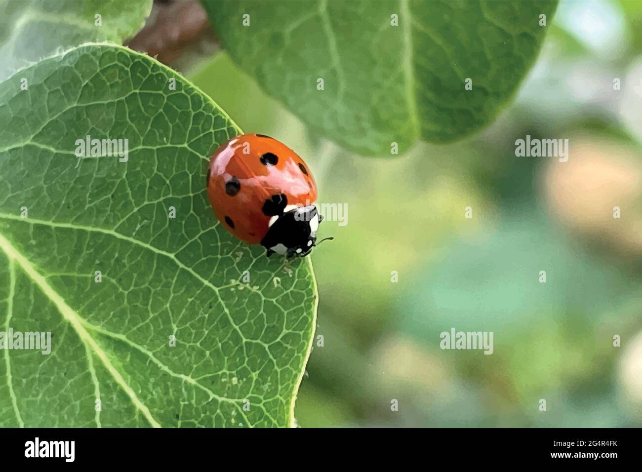 Tree Ladybug Ladybug On Leaf In Tree