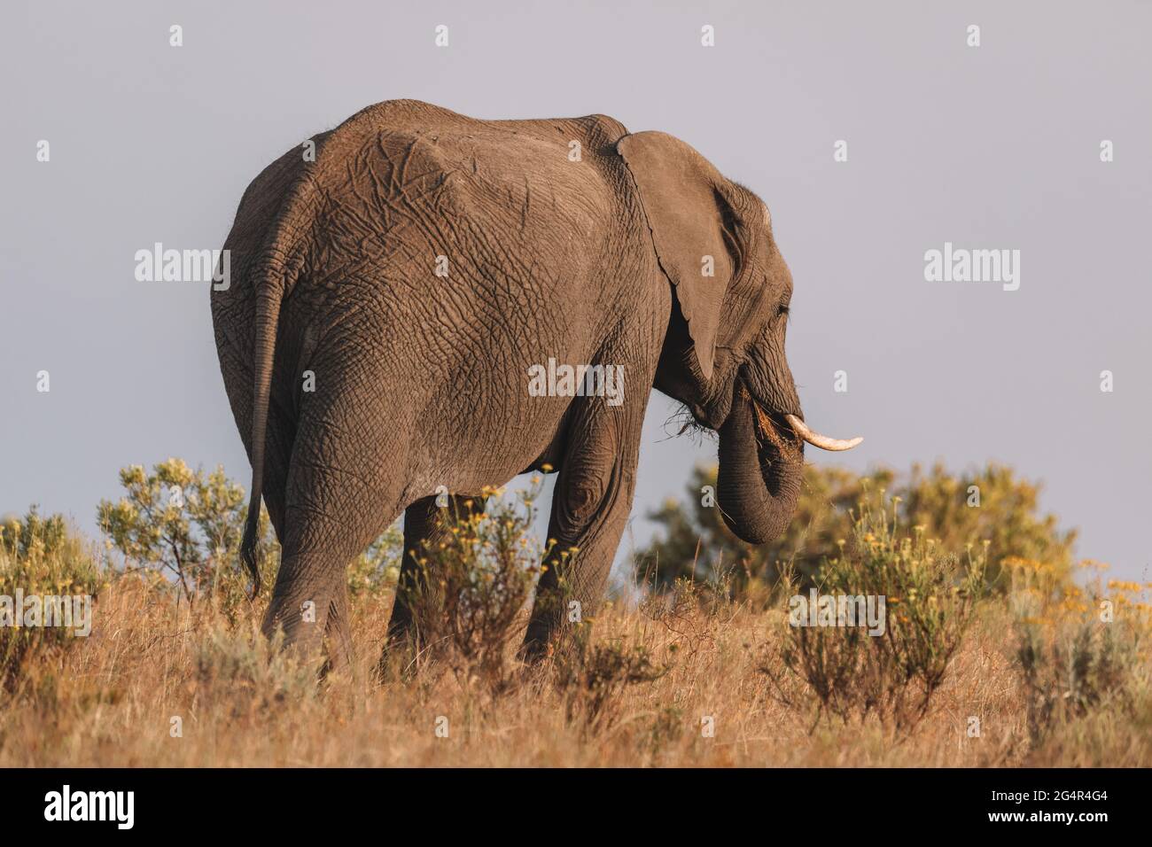African elephant cleaning teeth hires stock photography and images Alamy