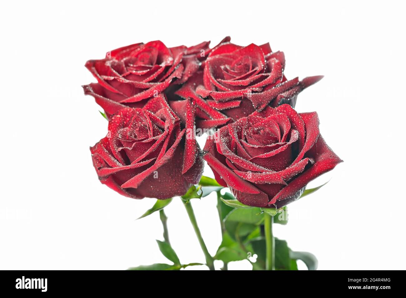 Burgundy roses on a white background. Fresh beautiful bouquet of ...