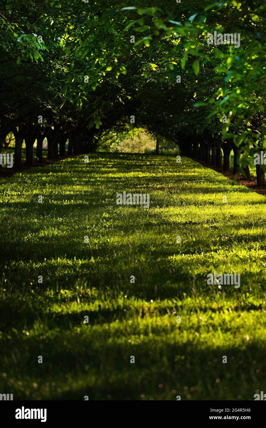 Walnut grove hires stock photography and images Alamy