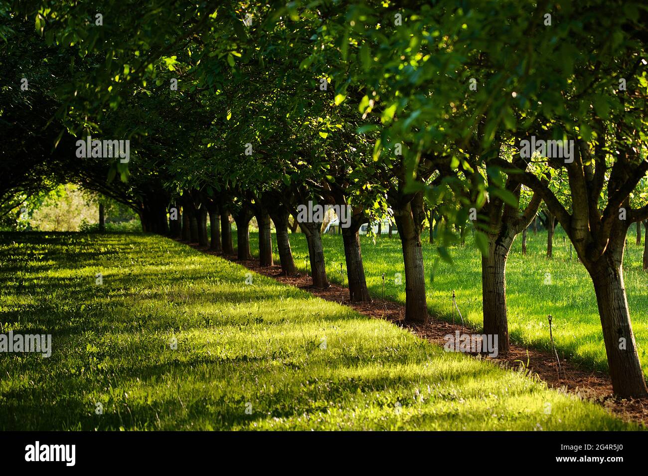 Walnut grove hires stock photography and images Alamy