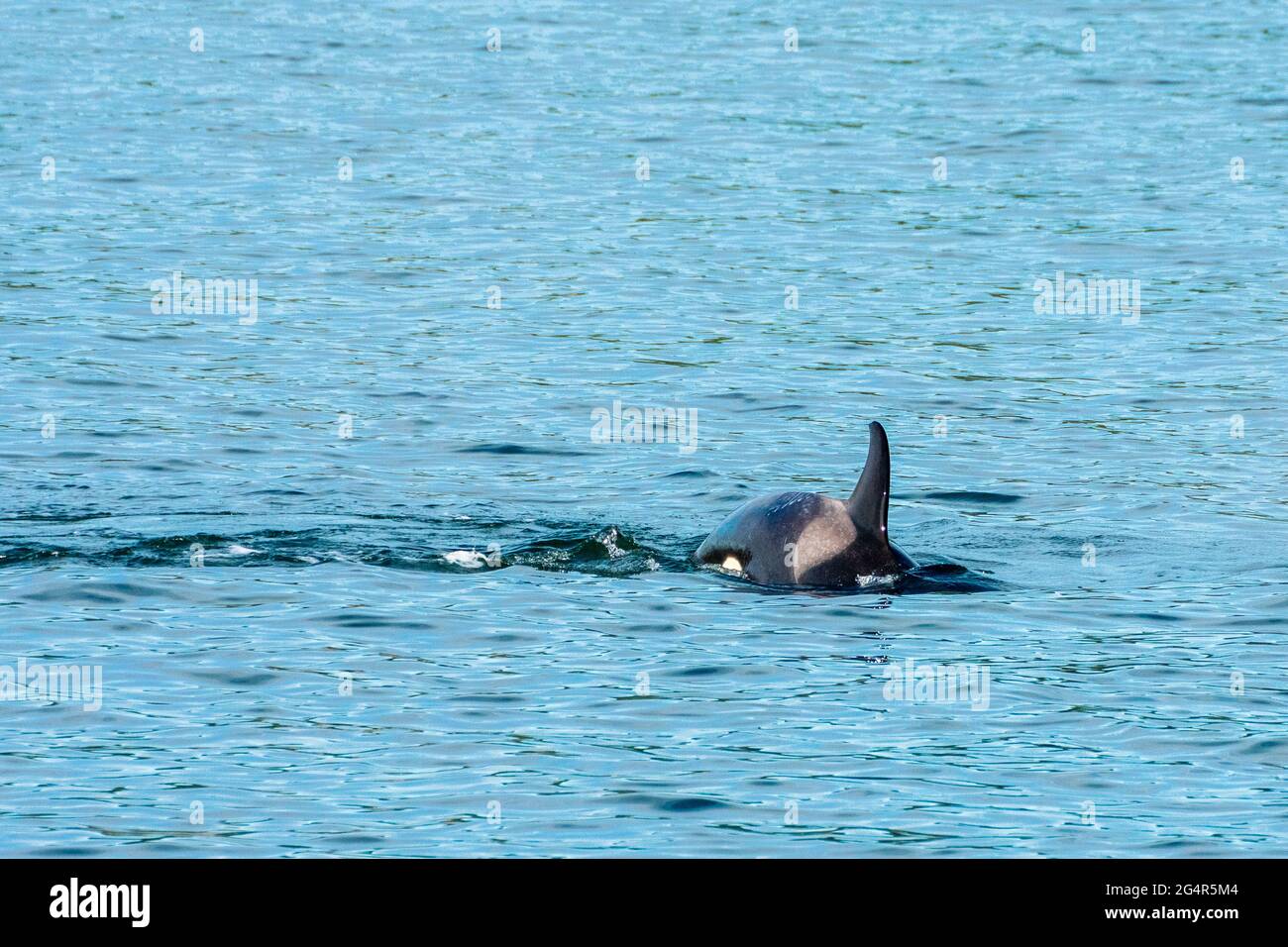 Transient Orca Whales seen in Saratoga Passage near Oak Harbor ...