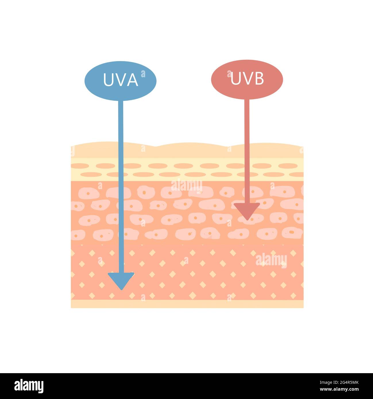 The structure of the skin. How UVA and UVB work. On a white background ...