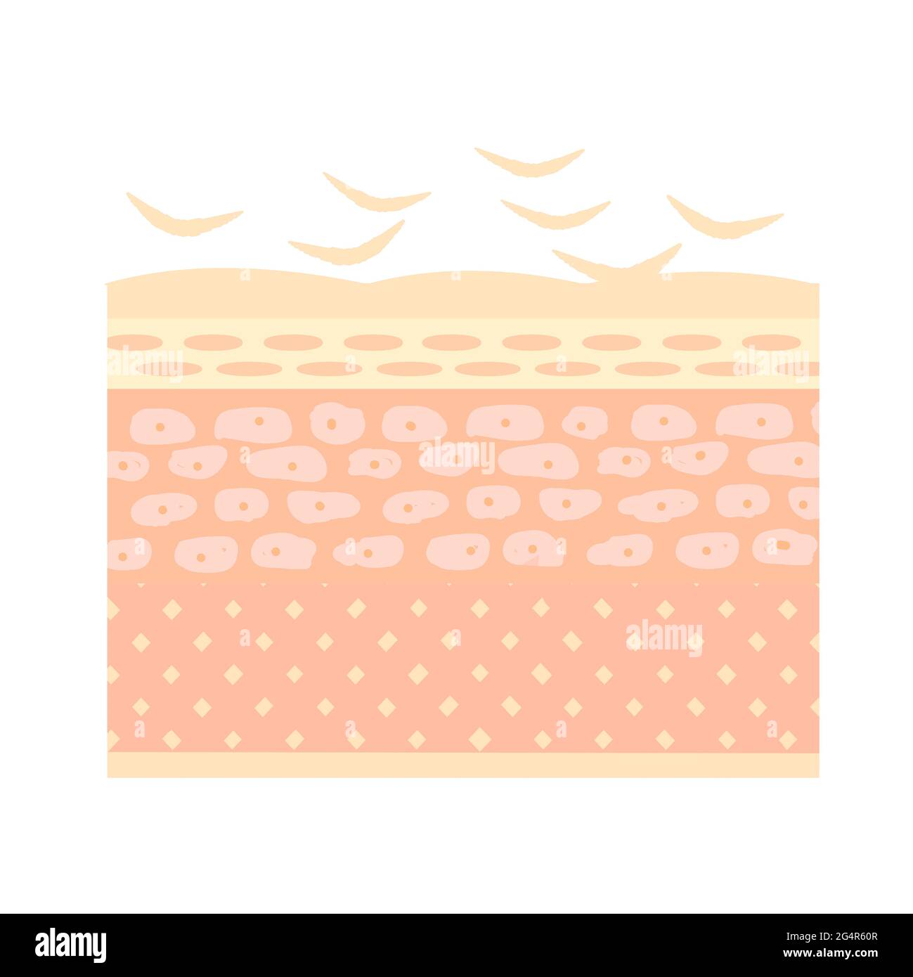 Image of skin turnover. On a white background Stock Photo Alamy