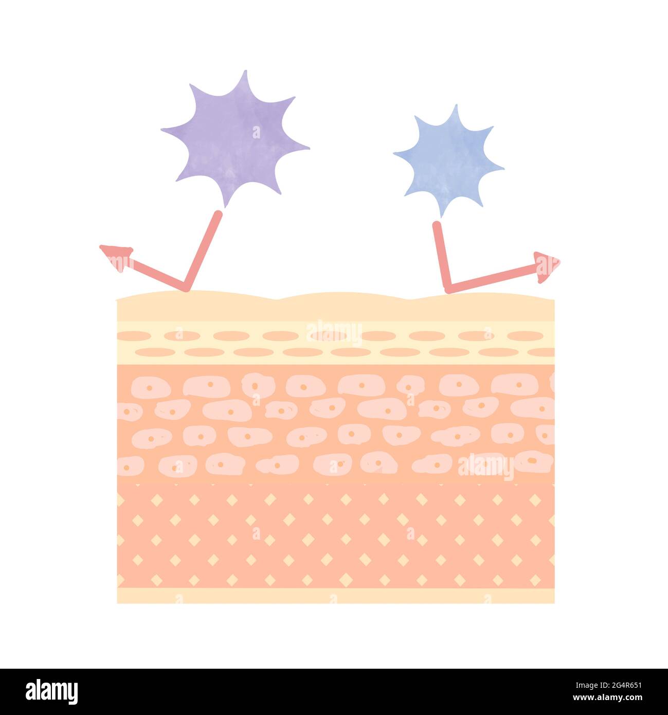 The image of the skin's barrier function, or the skin's barrier from