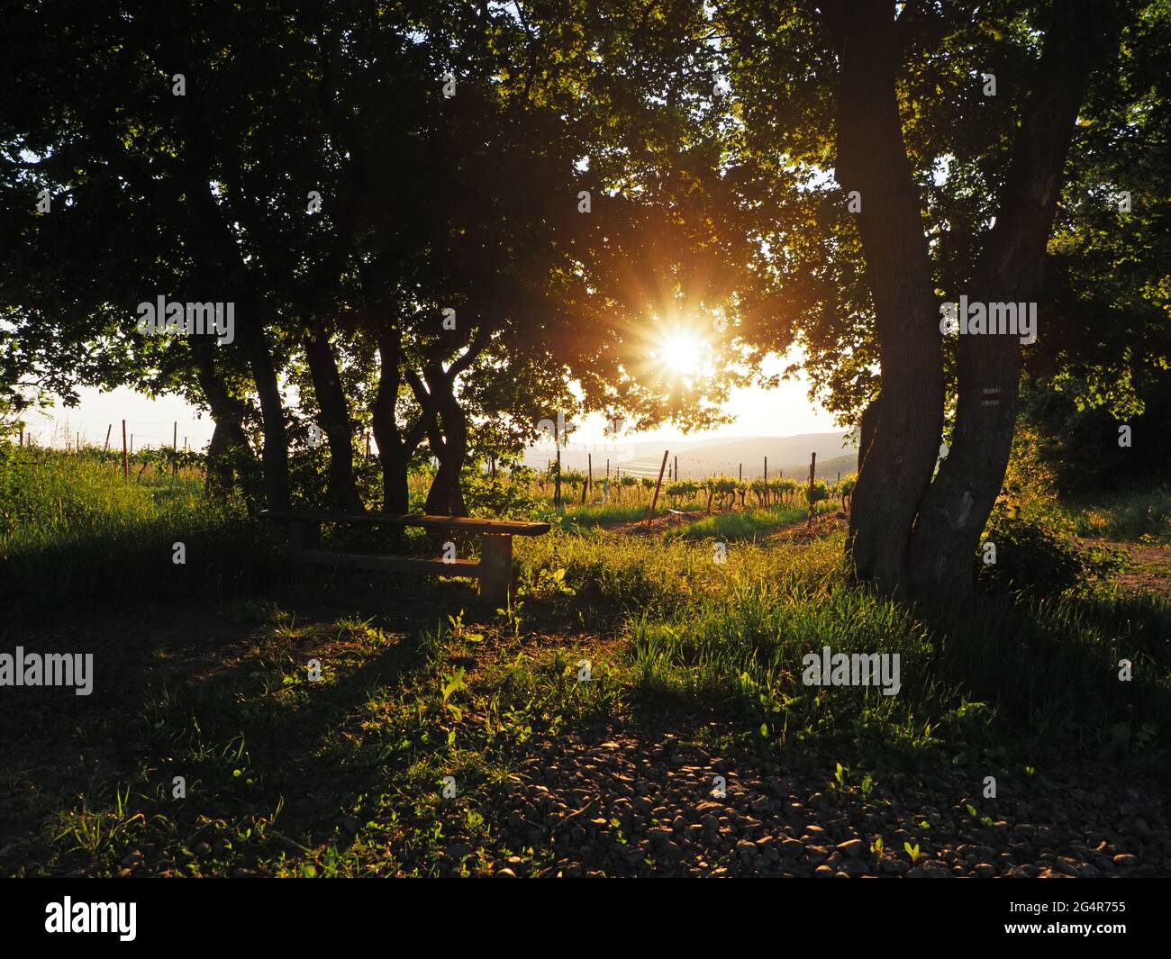 Summer  vineyard behind trees in south Moravia, Czech Republic Stock Photo