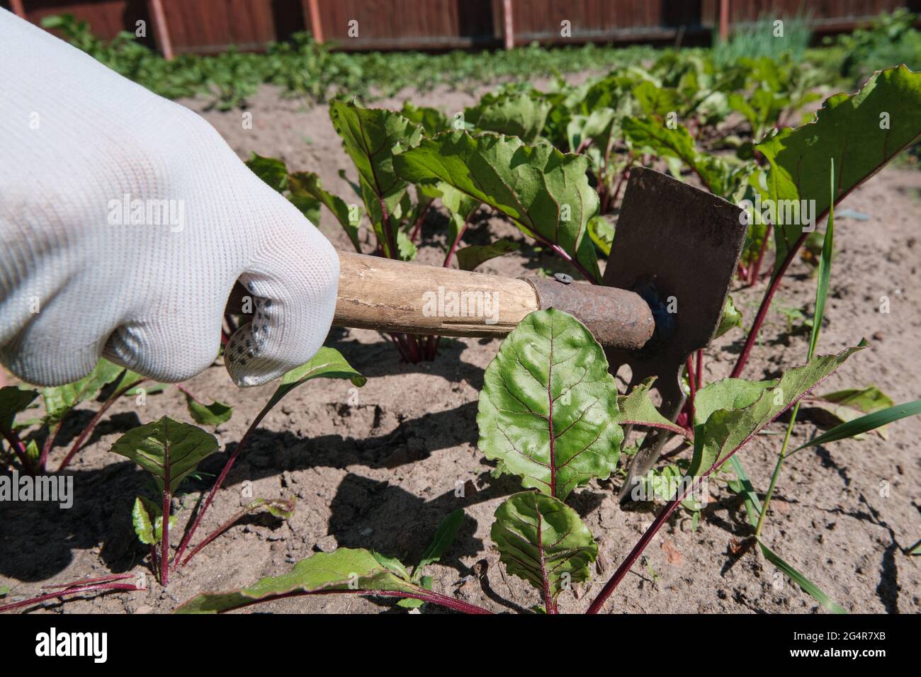 Girl farmer removes the weeds. Field with potatoes and beetroot. Agriculture. Hot sunny day Stock Photo