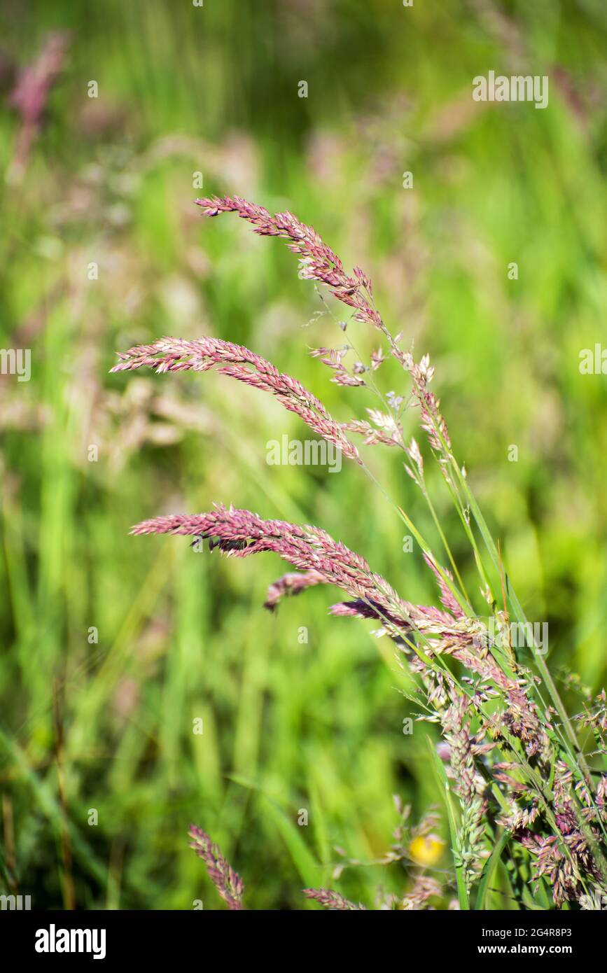 Widespread green grasses with water drops on the top , Irish plant