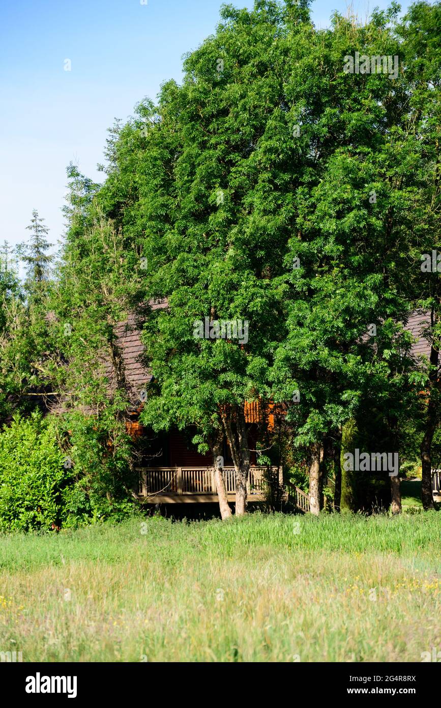 wooden Log cabin in the forest on a summer time Stock Photo