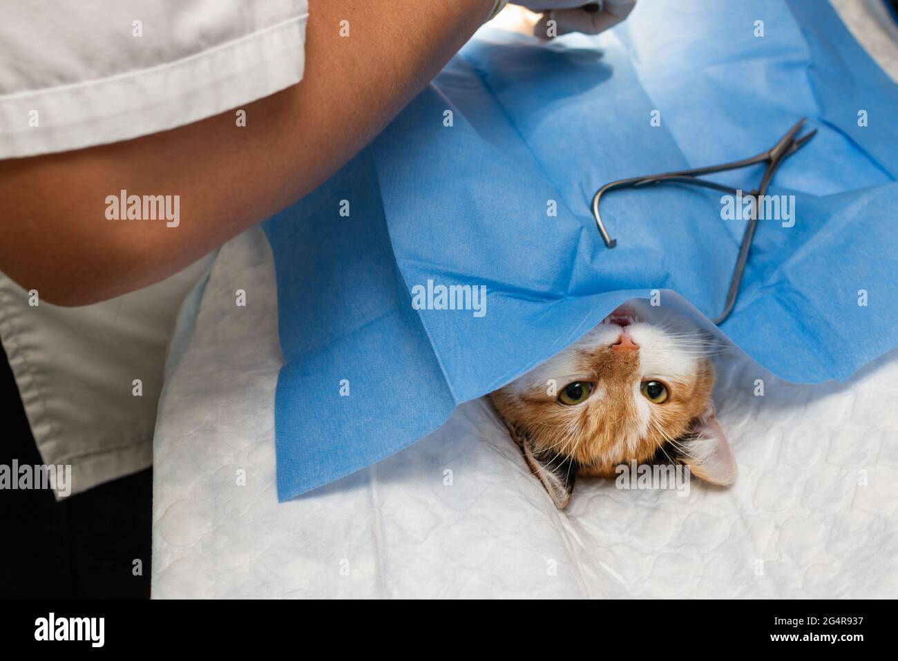 Cat on surgical table during surgery castration in veterinary clinic