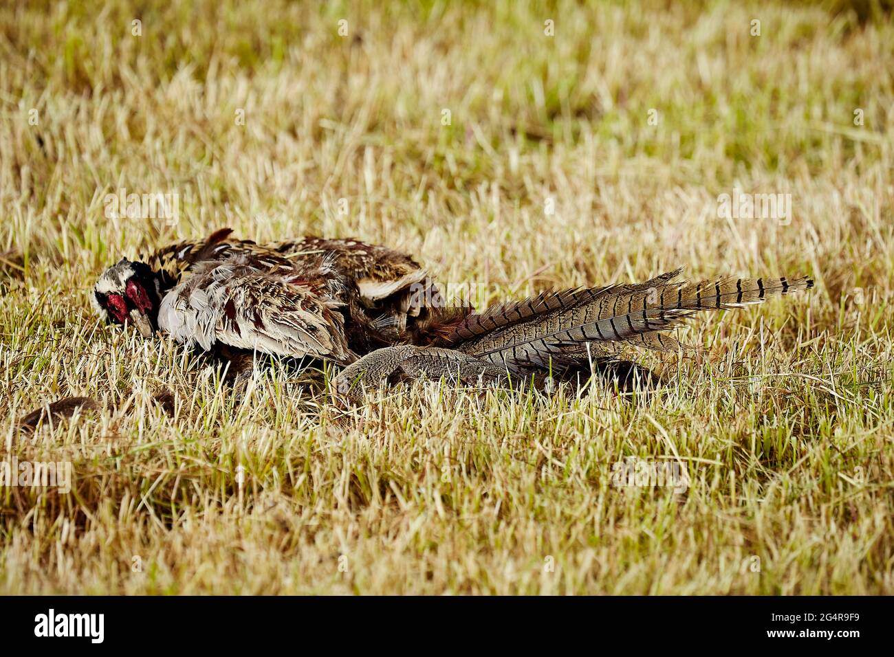 Dead male pheasant in field North Yorks 130621 Stock Photo