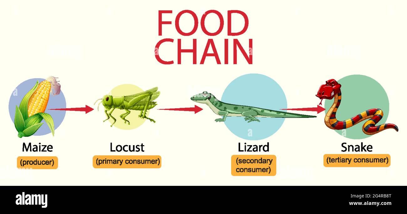 Science Food Chain Diagram Illustration Stock Vector Image Art Alamy science-food-chain-diagram-illustration-stock-vector-image-art-alamy