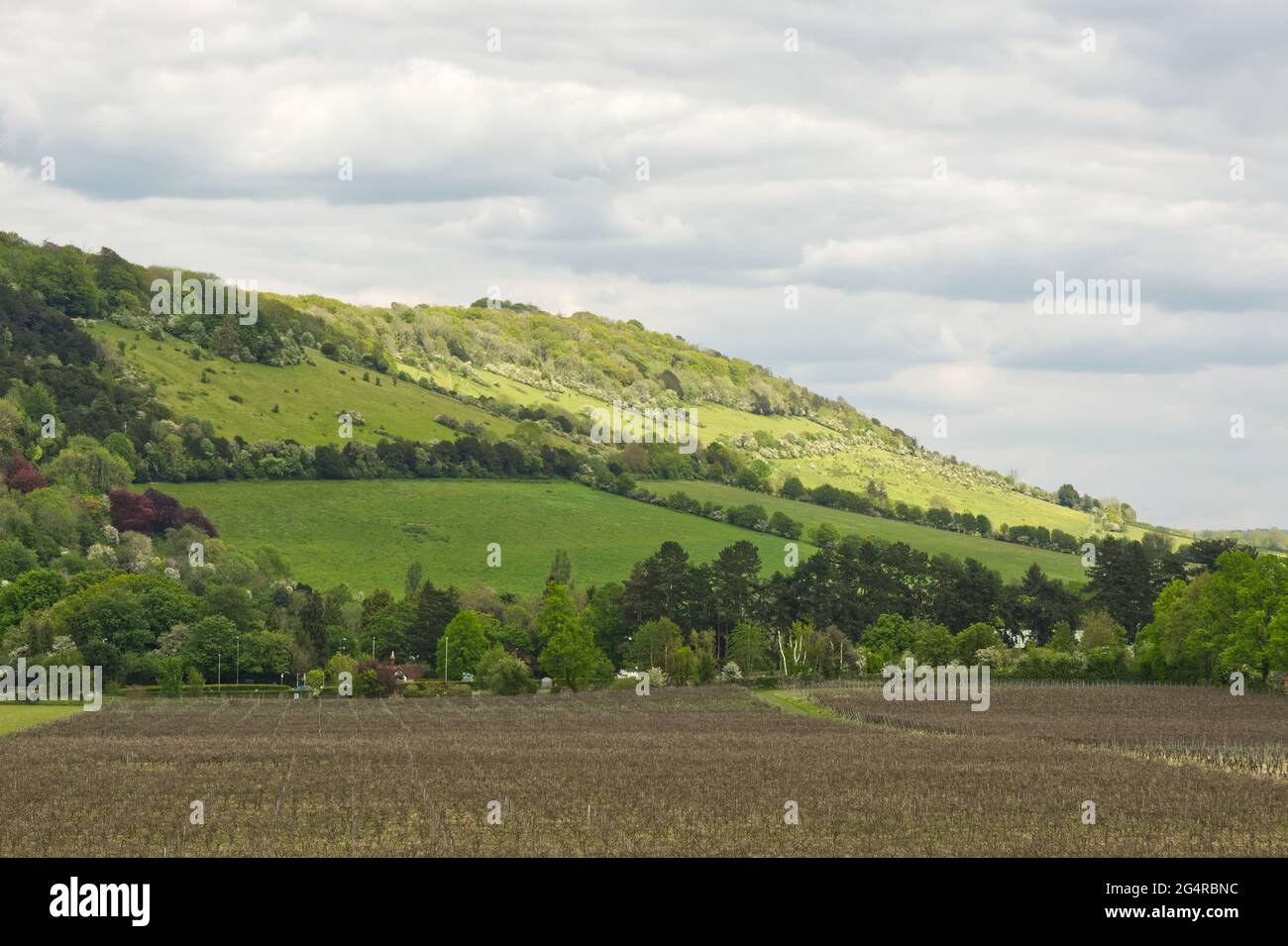 North Downs hillside at Dorking, Surrey, England. With vineyard in foreground. Stock Photo