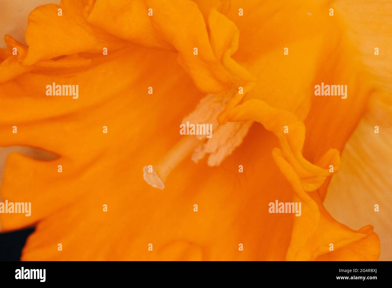 Macro picture of a daffodil flower. Flower photo Stock Photo - Alamy