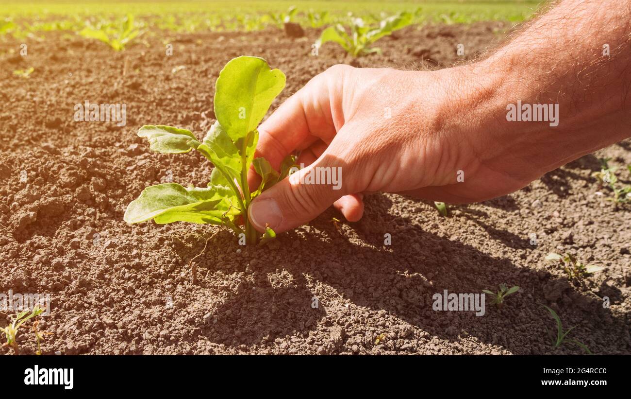 Seedling And Farm Crop Field High Resolution Stock Photography And 