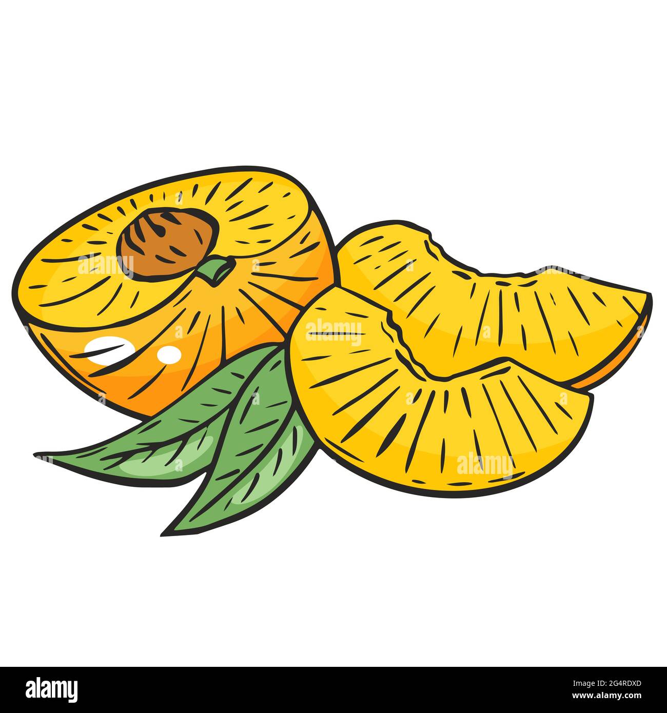 Sliced peach, vector. Peach half and wedges. Bright orange juicy fruit