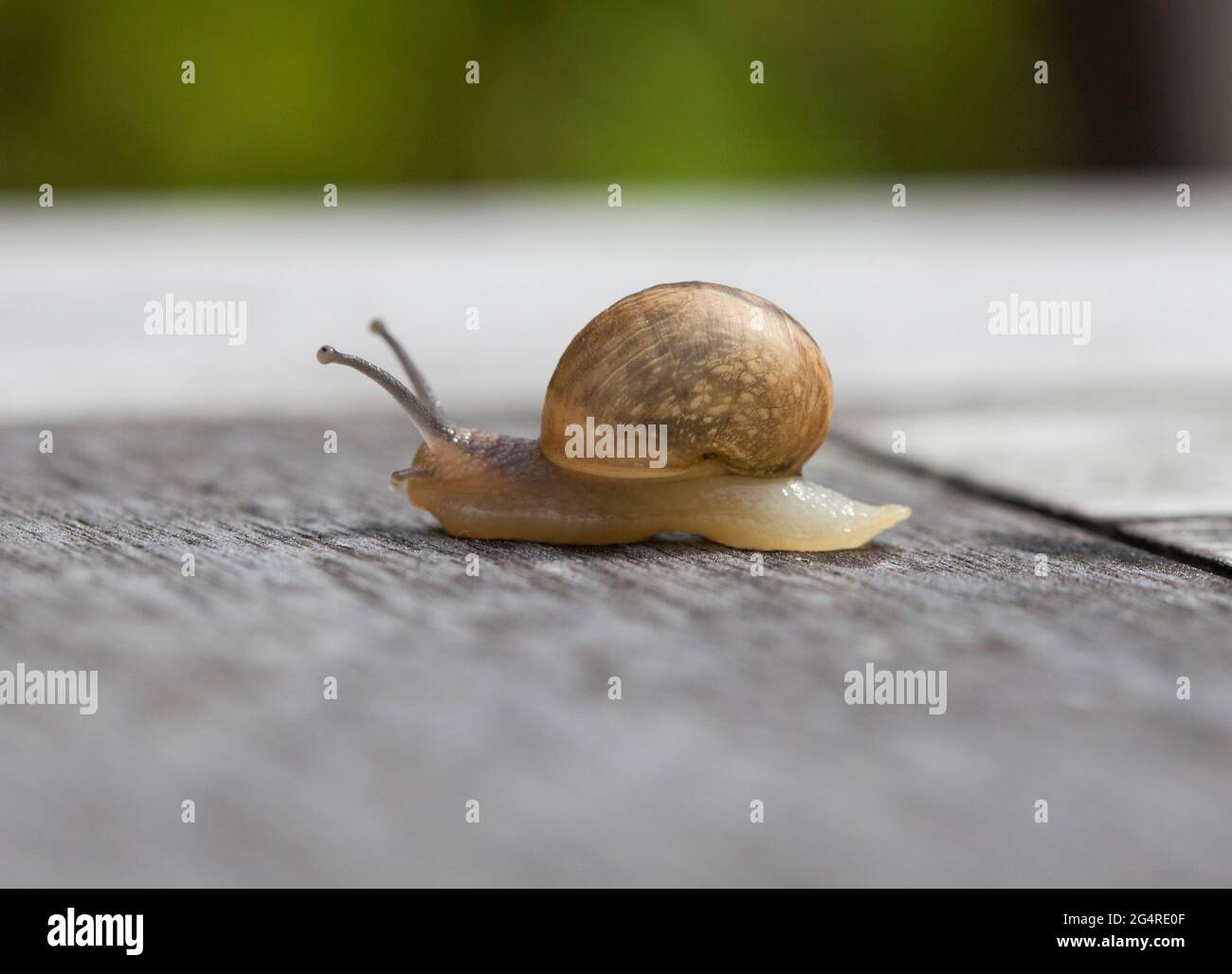 HELIX POMATIA  Roman Snail Stock Photo