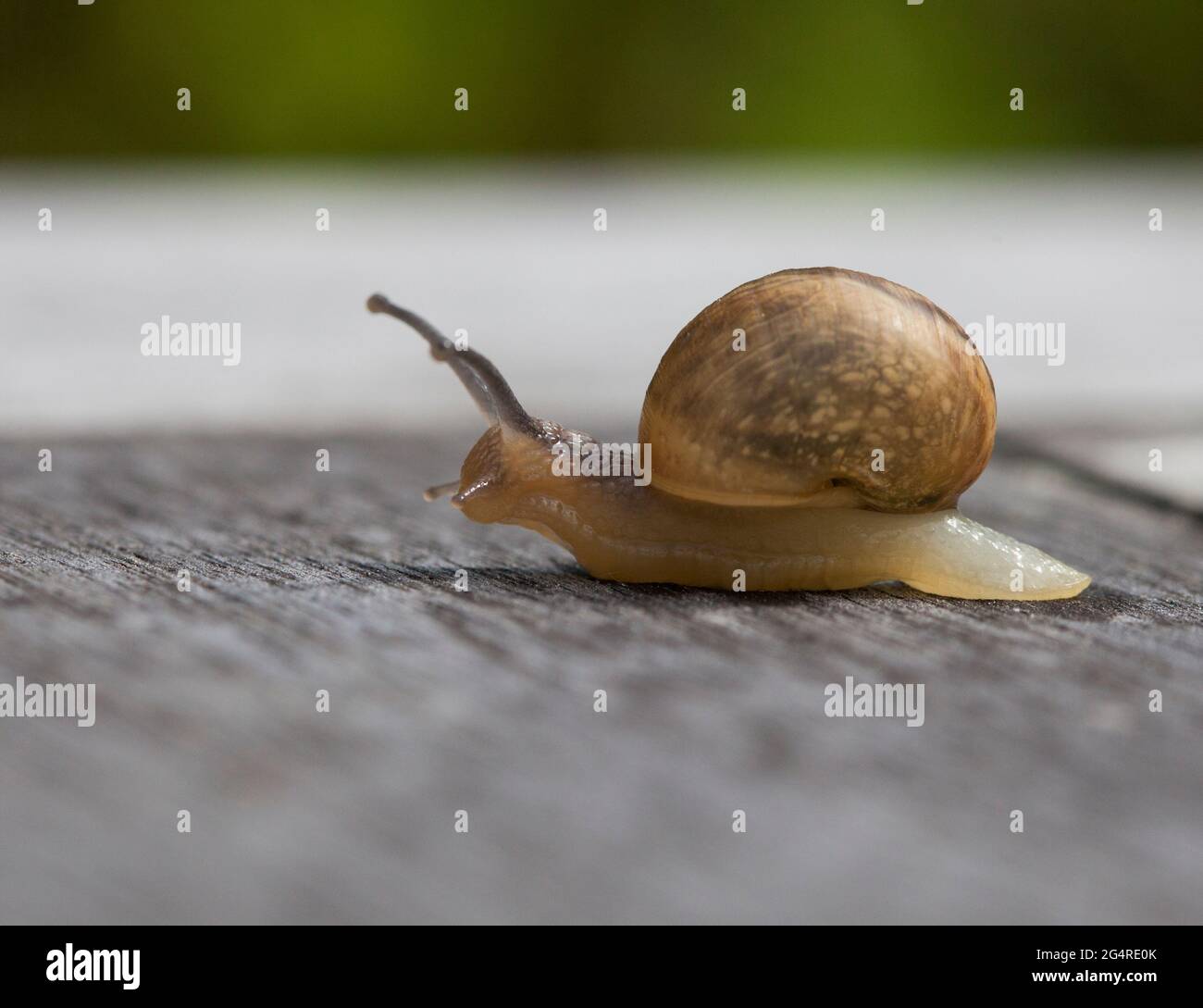 HELIX POMATIA  Roman Snail Stock Photo