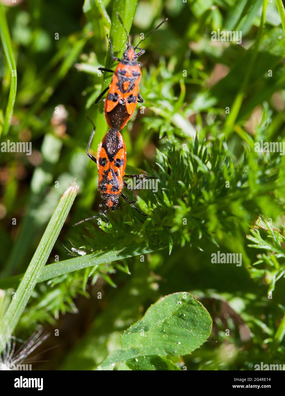 CORIZUS HYOSCYAMI Cinnamon bug Stock Photo Alamy