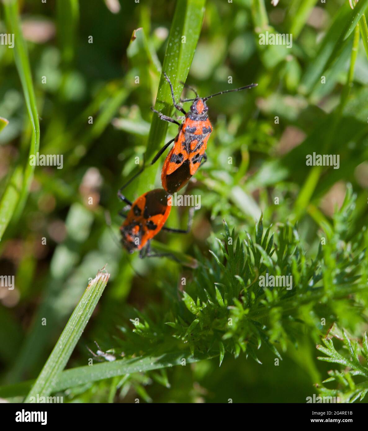 CORIZUS HYOSCYAMI Cinnamon bug Stock Photo Alamy