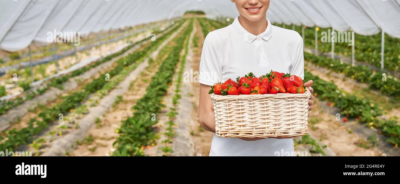 Close up of smiling female gardener in white polo shirt standing at  greenhouse and holding wicker basket with ripe strawberries. Concept of  farming and fruits Stock Photo - Alamy