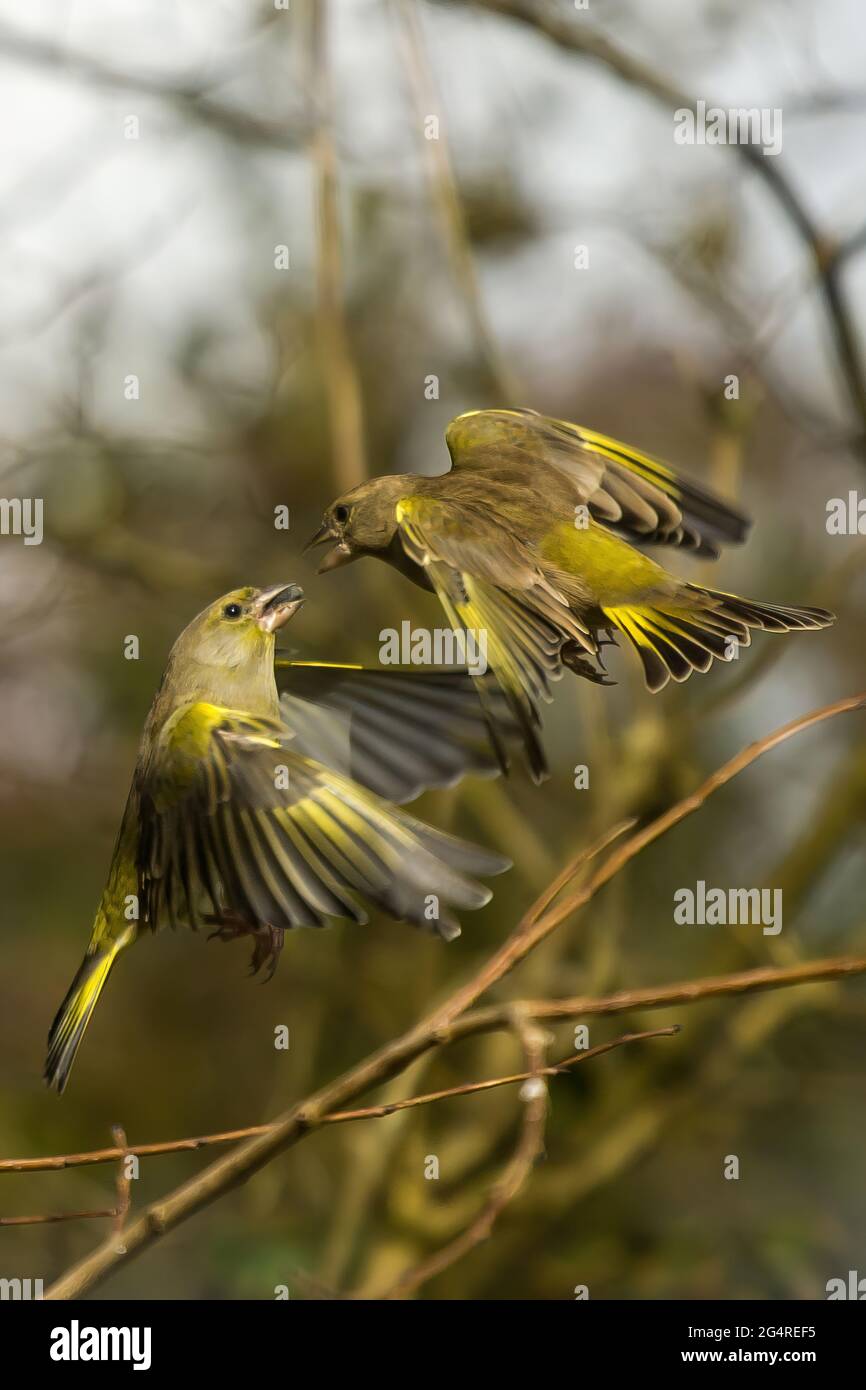 Green Finch Food Fight Stock Photo