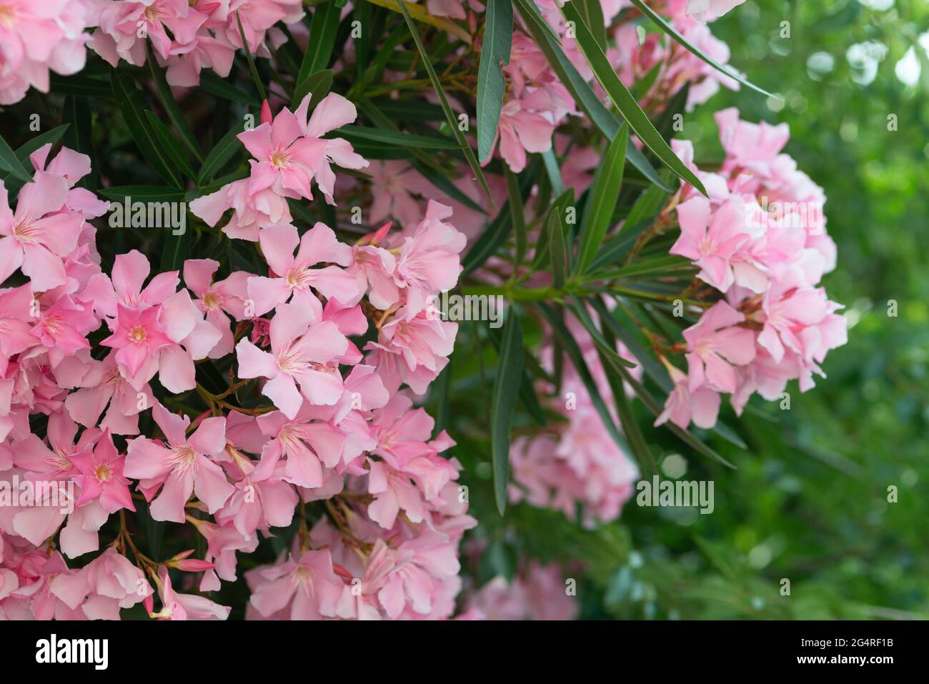 Italy, Lombardy,  Pink Nerium Oleander Flowers Stock Photo
