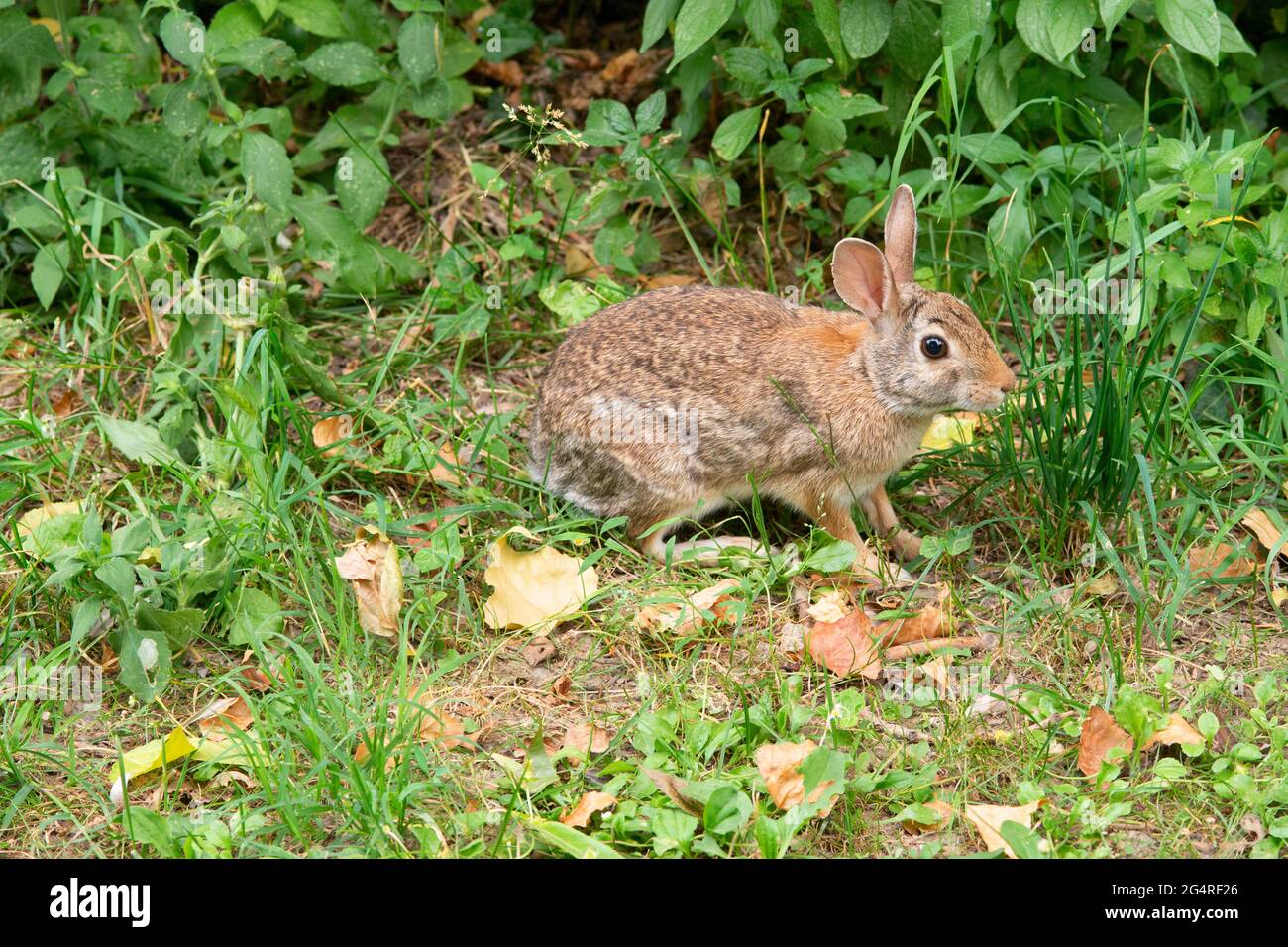 Italy, Lombardy, Crema, Parco del Serio, Eastern Cottontail Rabbit ...