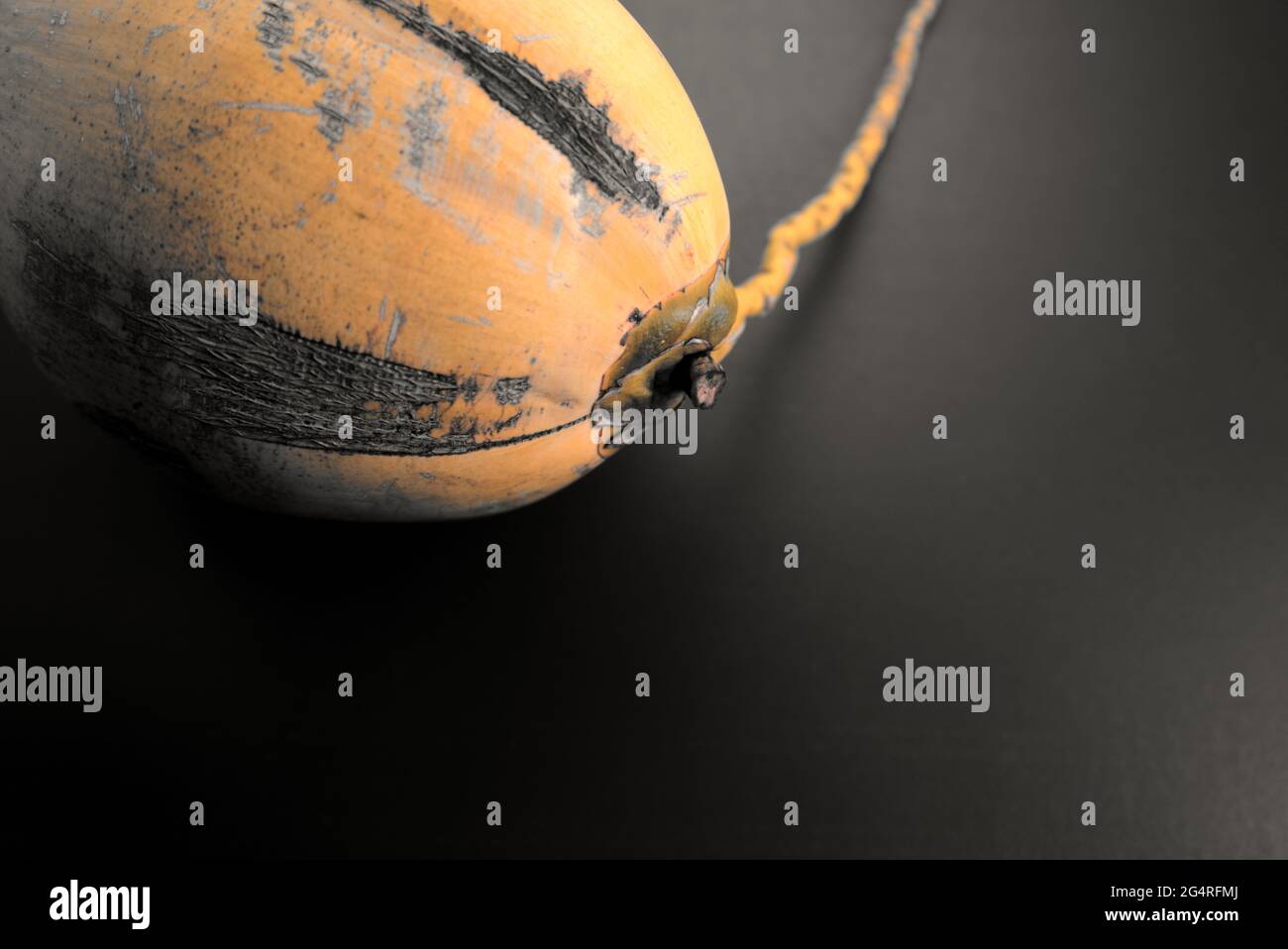 Fresh one raw coconut fruit with muted moody yellow color flat lay on black texture abstract background. Dark moody photography. Negative space. Stock Photo