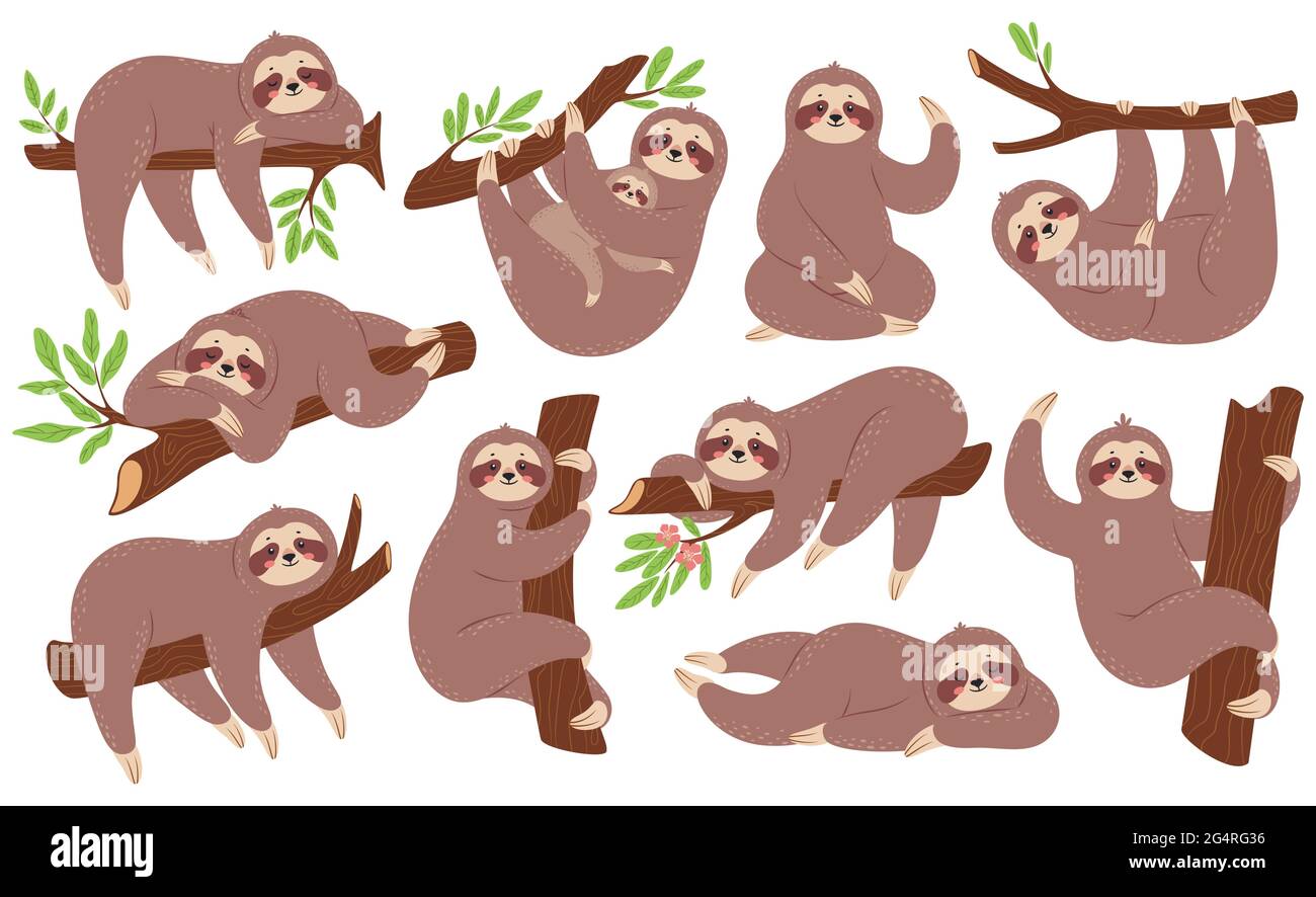 Sloth. Funny sloths hanging on branch, climbing tree, sleeping. Cute baby  animal with mother. Lazy sleepy animals in various poses vector set. Zoo  characters with rainforest plant leaves Stock Vector Image &