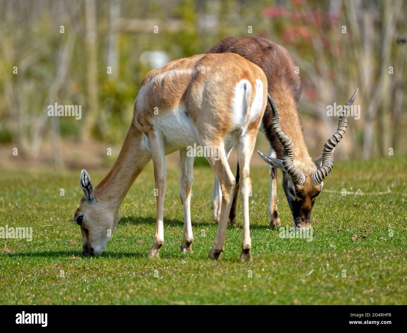 Male and female blackbucks (Antilope cervicapra) also known as the Indian antelope, is an antelope native to India and Nepal Stock Photo