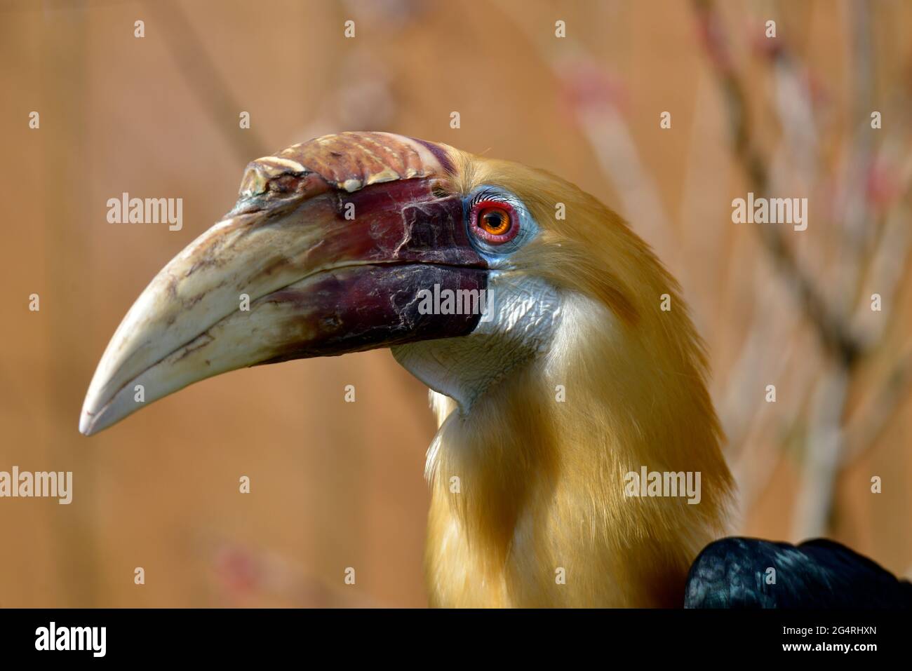 Portrait of male Papuan hornbill or Blyth hornbill (Rhyticeros plicatus) seen from profile Stock Photo