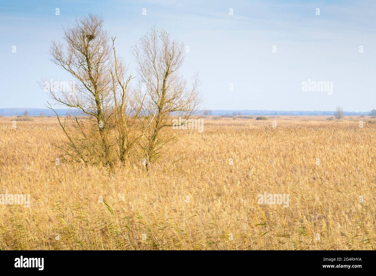 Autumn yellow grass reed with birch and blue sky, Oostvaardersplassen, Netherlands. Stock Photo