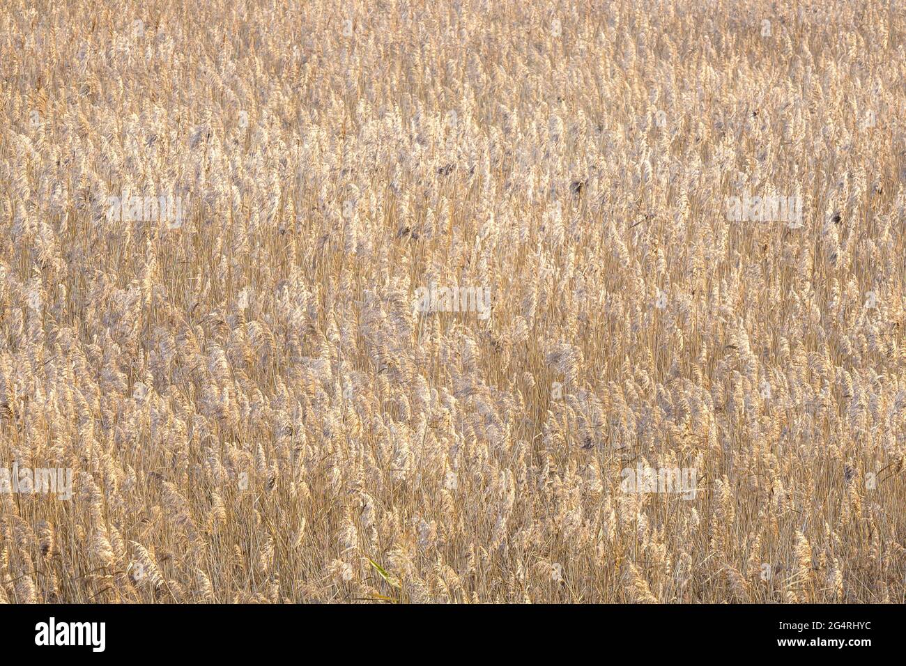 Yellow grass hi-res stock photography and images - Alamy