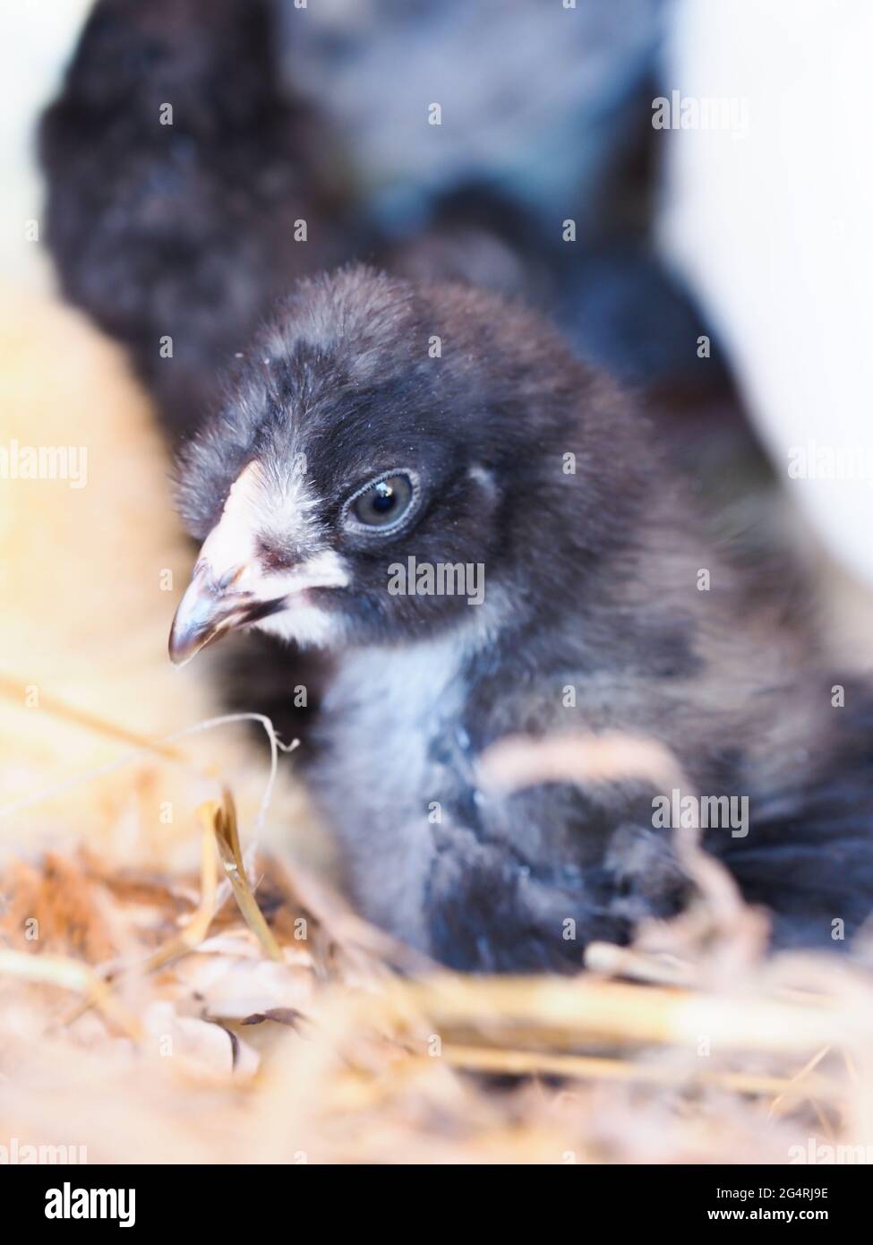 A group of young mixed chicks on a bed of hay. Stock Photo