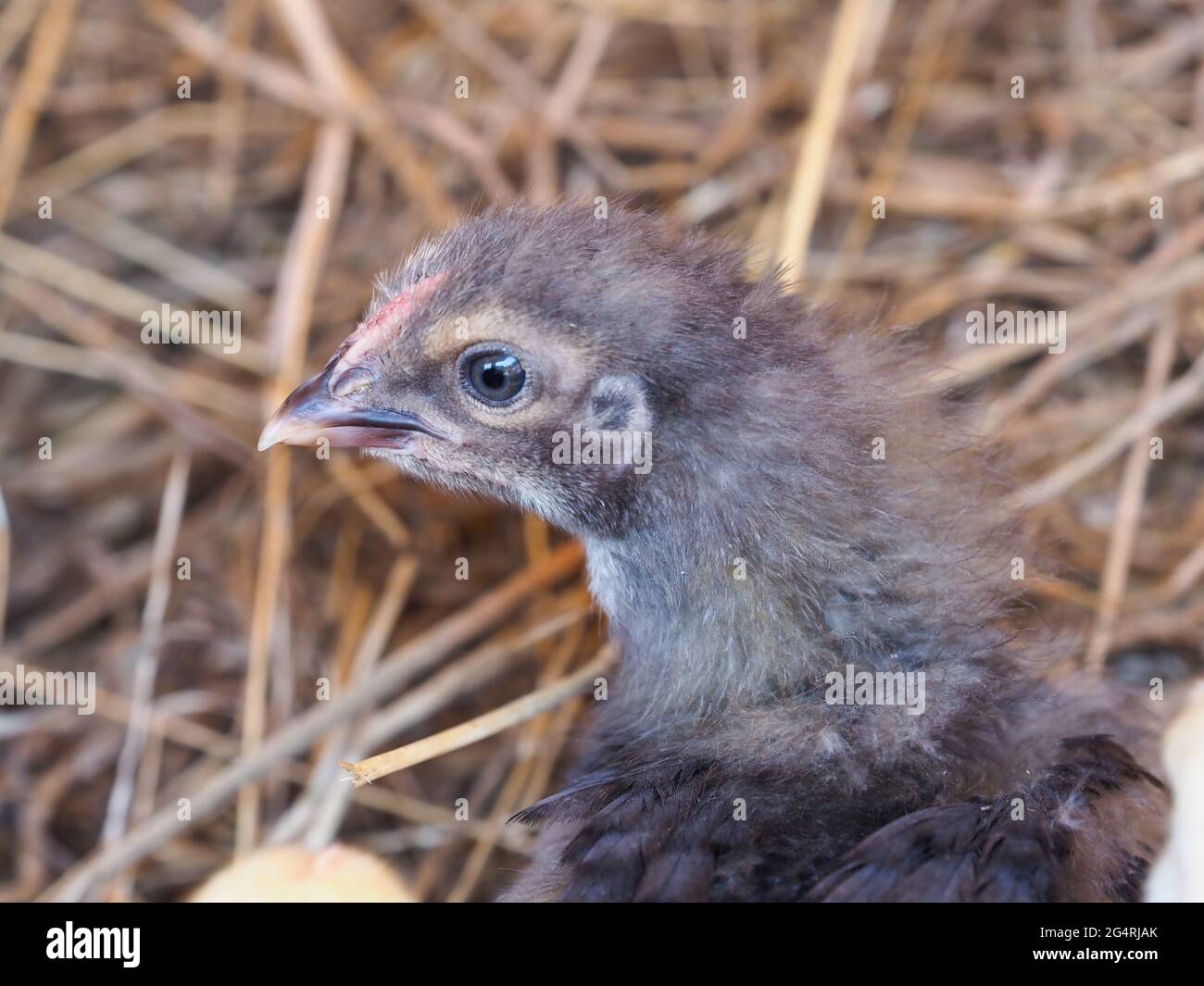 A group of young mixed chicks on a bed of hay. Stock Photo