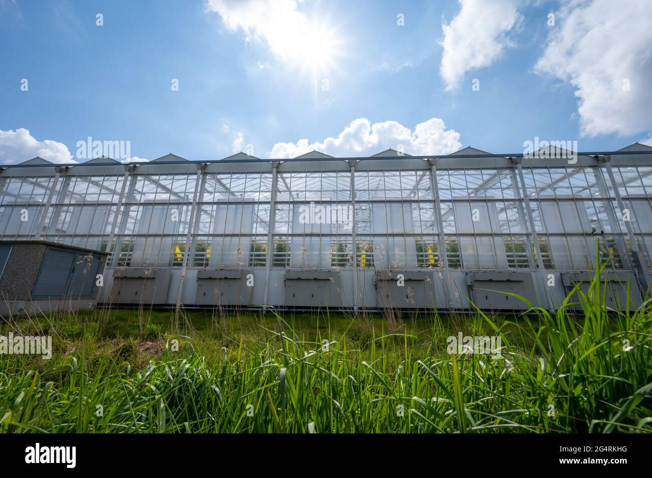 Agriculture in Netherlands, big glass greenhouses used for growing